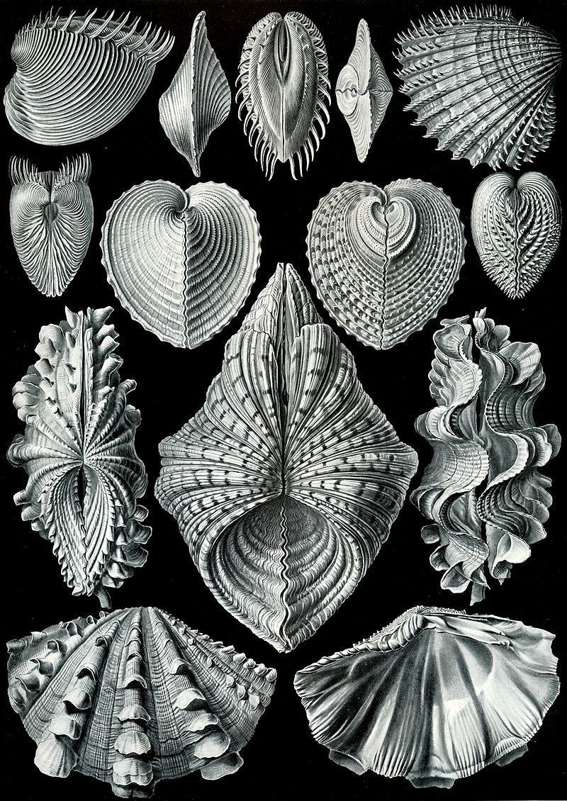 Under The Sea